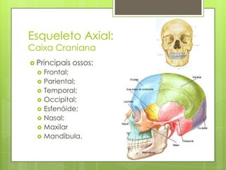 Esqueleto Axial:
Caixa Craniana
 Principais










ossos:

Frontal;
Pariental;
Temporal;
Occipital;
Esfenóide;
Nasal;
Maxilar
Mandíbula.

 