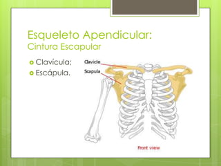 Esqueleto Apendicular:
Cintura Escapular
 Clavícula;
 Escápula.

 