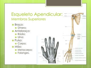 Esqueleto Apendicular:
Membros Superiores


Braço:




Antebraço:





Rádio;
Ulna;

Pulso:




Úmero;

Carpo;

Mão:



Metacarpo;
Falanges.

 