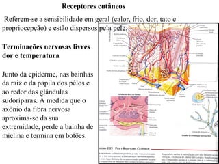 Receptores cutâneos
Referem-se a sensibilidade em geral (calor, frio, dor, tato e
propriocepção) e estão dispersos pela pele.
Terminações nervosas livres
dor e temperatura
Junto da epiderme, nas bainhas
da raiz e da papila dos pêlos e
ao redor das glândulas
sudoríparas. À medida que o
axônio da fibra nervosa
aproxima-se da sua
extremidade, perde a bainha de
mielina e termina em botões.

 