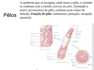 Pêlos

A epiderme que se invagina, onde nasce o pêlo, o restante
se continua com a bainha externa do pêlo, formando a
matriz germinativa do pêlo, contínua com a base do
folículo. Função do pêlo: isolamento, proteção, recepção
sensorial.

 