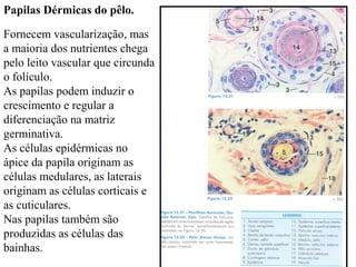 Papilas Dérmicas do pêlo.
Fornecem vascularização, mas
a maioria dos nutrientes chega
pelo leito vascular que circunda
o folículo.
As papilas podem induzir o
crescimento e regular a
diferenciação na matriz
germinativa.
As células epidérmicas no
ápice da papila originam as
células medulares, as laterais
originam as células corticais e
as cuticulares.
Nas papilas também são
produzidas as células das
bainhas.

 
