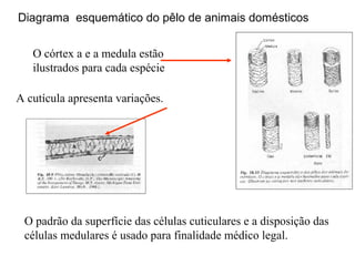 Diagrama esquemático do pêlo de animais domésticos
O córtex a e a medula estão
ilustrados para cada espécie
A cutícula apresenta variações.

O padrão da superfície das células cuticulares e a disposição das
células medulares é usado para finalidade médico legal.

 