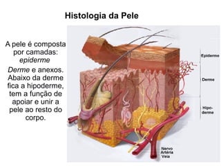 Histologia da Pele
A pele é composta
por camadas:
epiderme
Derme e anexos.
Abaixo da derme
fica a hipoderme,
tem a função de
apoiar e unir a
pele ao resto do
corpo.

 