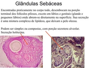 Glândulas Sebáceas
Encontradas praticamente no corpo todo, desembocam na porção
terminal dos folículos pilosos, exceto em lábios e genitais (glande e
pequenos lábios) onde abrem-se diretamente na superfície. Sua secreção
é uma mistura complexa de lipídeos, que deixam a pele oleosa.
Podem ser simples ou compostas, com porção secretora alveolar.
Secreção holócrina.

 