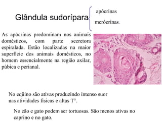 Glândula sudorípara

apócrinas
merócrinas.

As apócrinas predominam nos animais
domésticos, com parte secretora
espiralada. Estão localizadas na maior
superfície dos animais domésticos, no
homem essencialmente na região axilar,
púbica e perianal.

No eqüino são ativas produzindo intenso suor
nas atividades físicas e altas T°.
No cão e gato podem ser tortuosas. São menos ativas no
caprino e no gato.

 