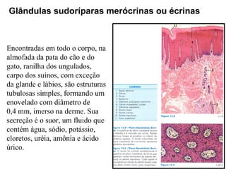 Glândulas sudoríparas merócrinas ou écrinas

Encontradas em todo o corpo, na
almofada da pata do cão e do
gato, ranilha dos ungulados,
carpo dos suínos, com exceção
da glande e lábios, são estruturas
tubulosas simples, formando um
enovelado com diâmetro de
0,4 mm, imerso na derme. Sua
secreção é o suor, um fluido que
contém água, sódio, potássio,
cloretos, uréia, amônia e ácido
úrico.

 