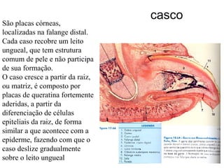 São placas córneas,
localizadas na falange distal.
Cada caso recobre um leito
ungueal, que tem estrutura
comum de pele e não participa
de sua formação.
O caso cresce a partir da raiz,
ou matriz, é composto por
placas de queratina fortemente
aderidas, a partir da
diferenciação de células
epiteliais da raiz, de forma
similar a que acontece com a
epiderme, fazendo com que o
caso deslize gradualmente
sobre o leito ungueal

casco

 