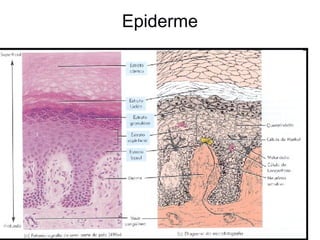 Epiderme

 