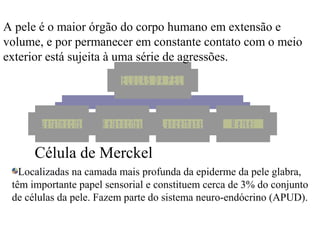 A pele é o maior órgão do corpo humano em extensão e
volume, e por permanecer em constante contato com o meio
exterior está sujeita à uma série de agressões.
CÉLULAS DA PELE
q u e r a t in ó c it o s

M e la n ó c it o s

L a n g e rh a n s

M e rk e l

Célula de Merckel
Localizadas na camada mais profunda da epiderme da pele glabra,
têm importante papel sensorial e constituem cerca de 3% do conjunto
de células da pele. Fazem parte do sistema neuro-endócrino (APUD).

 