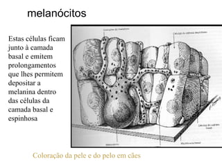 melanócitos
Estas células ficam
junto à camada
basal e emitem
prolongamentos
que lhes permitem
depositar a
melanina dentro
das células da
camada basal e
espinhosa

Coloração da pele e do pelo em cães

 