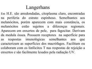 Langerhans
Em H.E. são arredondadas, citoplasma claro, encontradas

na periferia do estrato espinhoso. Semelhantes aos
melanócitos, porém aparecem com mais constância, os
melanócitos estão sujeitos a diferenças regionais.
Aparecem em enxertos de pele, para fagocitar. Derivam
da medula óssea. Possuem receptores na superfície para
as respostas imunológicas semelhantes aos que
caracterizam as superfícies dos macrófagos. Facilitam ou
colaboram com os linfócitos T nas respostas de rejeição a
enxertos e são facilmente lesados pela radiação UV.

 