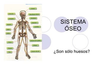 Sistema locomotor