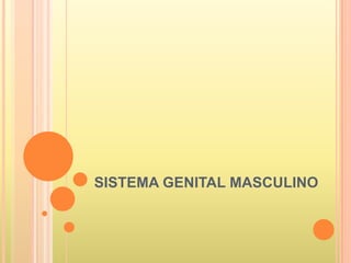 SISTEMA GENITAL MASCULINO

 