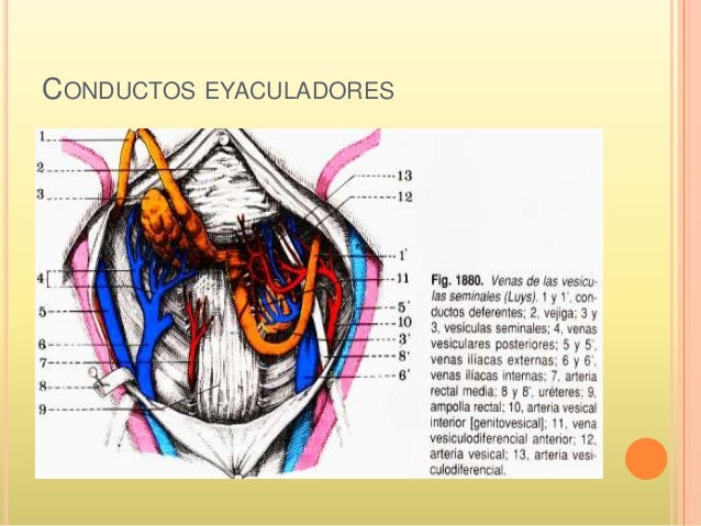 sistema genital masculino