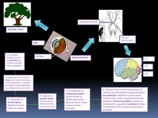 QUIASMA OPTICO Estimulo  visual NUCLEO GENICULADO  IRIS 1- El sistema visual inicia con un estimulo que contiene energía electromagnética. RETINA NERVIOOPTICO A 1 A 2 A 3 2- Luego entra al ojo por la retina  por medio de células, conos y bastones, convierte la energía electromagnética en energía nerviosa o neural 6- Directamente la información pasa a la corteza visual del lóbulo occipital, donde el área primaria: identifica la información como el color, brillo y movimientos de las imágenes. El área secundaria: procesa la información y la guarda. La terciaria integra la información de las aéreas temporales y parietales   5- Se desplazan al núcleo geniculado lateral donde las células que vienen desde la retina  hacen sinapsis con las neuronas 4- Luego en el quiasma óptico los dos nervios ópticos se junta y se entrecruzan 3- Viajan por el nervio óptico donde se reúnen todas las células 