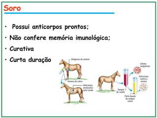 • Possui anticorpos prontos;
• Não confere memória imunológica;
• Curativa
• Curta duração
Soro
 