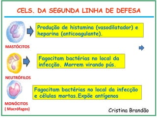 CELS. DA SEGUNDA LINHA DE DEFESA
Produção de histamina (vasodilatador) e
heparina (anticoagulante).
Fagocitam bactérias no local da
infecção. Morrem virando pús.
NEUTRÓFILOS
MASTÓCITOS
Cristina Brandão
MONÓCITOS
( Macrófagos)
Fagocitam bactérias no local da infecção
e células mortas.Expõe antígenos
 