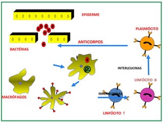 INTERLEUCINAS
ANTICORPOS
INTERLEUCINAS
BACTÉRIAS
EPIDERME
MACRÓFAGOS
LINFÓCITO T
LINFÓCITO B
PLASMÓCITO
 