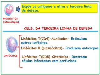 MONÓCITOS
( Macrófagos)
Expõe os antígenos e ativa a terceira linha
de defesa.
LINFÓCITOS
Linfócitos B (plasmócitos)- Produzem anticorpos.
Linfócitos T(CD4)-Auxiliador- Estimulam
outros linfócitos.
Linfócitos T(CD8)-Citotóxico- Destroem
células infectadas com perfurinas.
CELS. DA TERCEIRA LINHA DE DEFESA
 
