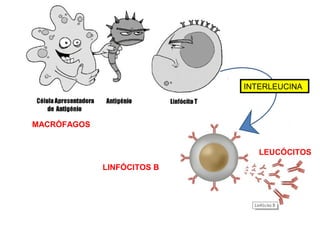 INTERLEUCINA
MACRÓFAGOS
LINFÓCITOS B
LEUCÓCITOS
 
