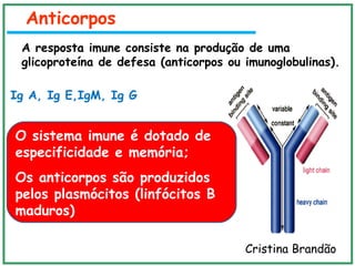 Anticorpos
A resposta imune consiste na produção de uma
glicoproteína de defesa (anticorpos ou imunoglobulinas).
Ig A, Ig E,IgM, Ig G
O sistema imune é dotado de
especificidade e memória;
Os anticorpos são produzidos
pelos plasmócitos (linfócitos B
maduros)
Cristina Brandão
 