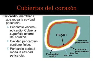Pericardio : membrana que rodea la cavidad pericardial. Pericardio visceral- epicardio. Cubre la superficie externa del coraz ó n. Cavidad pericardial-contiene fluido. Pericardio parietal- rodea la cavidad pericardial. 