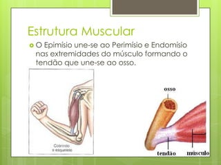 Estrutura Muscular
O

Epimísio une-se ao Perimísio e Endomísio
nas extremidades do músculo formando o
tendão que une-se ao osso.

 