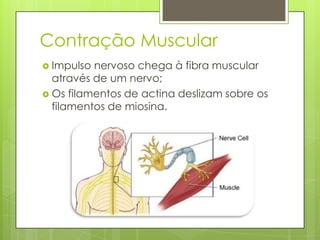 Contração Muscular
 Impulso

nervoso chega à fibra muscular
através de um nervo;
 Os filamentos de actina deslizam sobre os
filamentos de miosina.

 