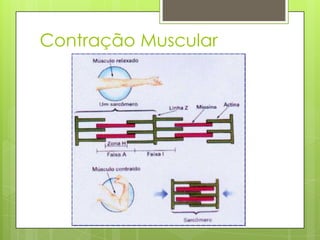 Contração Muscular

 