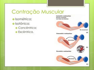 Contração Muscular
 Isométrica;
 Isotônica:



Concêntrica;
Excêntrica.

 