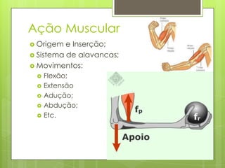 Ação Muscular
 Origem

e Inserção;
 Sistema de alavancas;
 Movimentos:







Flexão;
Extensão
Adução;
Abdução;
Etc.

 