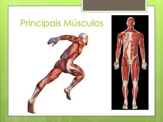 Principais Músculos

 