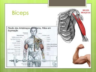 Bíceps

 