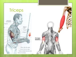Tríceps

 