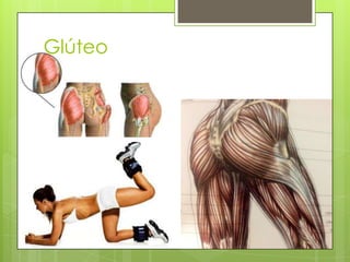 Glúteo

 