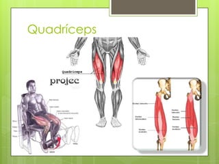 Quadríceps

 