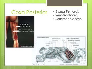 Coxa Posterior

• Bíceps Femoral;
• Semitendinoso;
• Semimenbranoso.

 