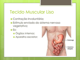 Tecido Muscular Liso
 Contração

Involuntária;
 Estímulo enviado do sistema nervoso
vegetativo;
 Ex:




Órgãos internos;
Aparelho excretor;

 