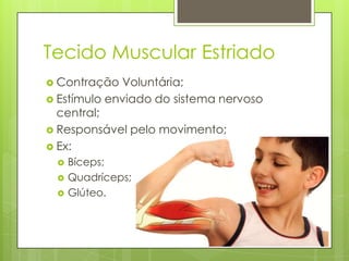 Tecido Muscular Estriado
 Contração

Voluntária;
 Estímulo enviado do sistema nervoso
central;
 Responsável pelo movimento;
 Ex:




Bíceps;
Quadríceps;
Glúteo.

 