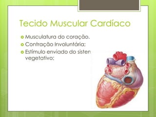 Tecido Muscular Cardíaco
 Musculatura

do coração.
 Contração Involuntária;
 Estímulo enviado do sistema nervoso
vegetativo;

 