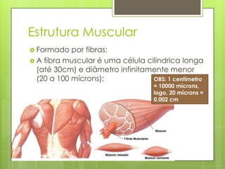 Estrutura Muscular
 Formado

por fibras;
 A fibra muscular é uma célula cilíndrica longa
(até 30cm) e diâmetro infinitamente menor
(20 a 100 mícrons);
OBS: 1 centímetro
= 10000 mícrons,
logo, 20 mícrons =
0,002 cm

 