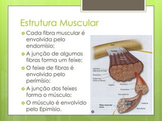 Estrutura Muscular
 Cada

fibra muscular é
envolvida pelo
endomísio;
 A junção de algumas
fibras forma um feixe;
 O feixe de fibras é
envolvido pelo
perimísio;
 A junção dos feixes
forma o músculo;
 O músculo é envolvido
pelo Epimísio.

 