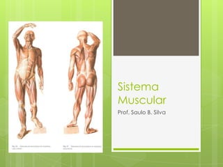 Sistema
Muscular
Prof. Saulo B. Silva

 