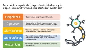 • Su axón es una sola prolongación bifurcada.
Unipolares.
• Con el núcleo en el centro, poseen un axón y una
dendrita largos y que tienden a extremos opuestos.
Bipolares
• Poseen un axón largo y múltiples dendritas que
permiten muchas conexiones simultáneas.
Multipolares
• Poseen sólo una dendrita dividida en dos y dirigida
a extremos opuestos, por lo que se consideran
falsas unipolares.
Monopolares
• Sumamente pequeñas, no distinguen sus axones de
sus dendritas.
Anaxónicas.
De acuerdo a su polaridad. Dependiendo del número y la
disposición de sus terminaciones eléctricas, pueden ser:
 