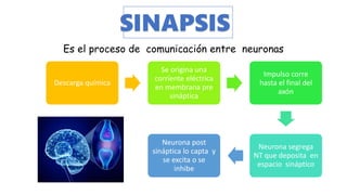 SINAPSIS
Es el proceso de comunicación entre neuronas
Descarga química
Se origina una
corriente eléctrica
en membrana pre
sináptica
Impulso corre
hasta el final del
axón
Neurona segrega
NT que deposita en
espacio sináptico
Neurona post
sináptica lo capta y
se excita o se
inhibe
 