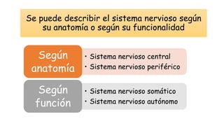 Se puede describir el sistema nervioso según
su anatomía o según su funcionalidad
• Sistema nervioso central
• Sistema nervioso periférico
Según
anatomía
• Sistema nervioso somático
• Sistema nervioso autónomo
Según
función
 