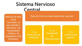 Sistema Nervioso
Central
Realiza las más
altas
funciones, ya
que atiende y
satisface las
necesidades
vitales y da
respuesta a los
estímulos.
Ejecuta tres acciones esenciales, que son:
1. La
detección de
estímulos
2. La
transmisión
de
informaciones
3. La
coordinación
general.
 