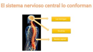 Encéfalo
Medula espinal
Las meninges
 