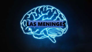LAS MENINGES
 